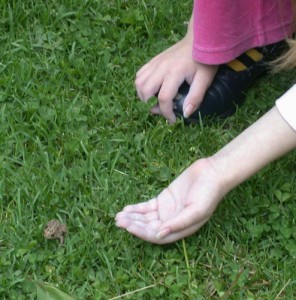 Fiona and a toad in the Steinburg's front yard in Rice Lake Wisconsin