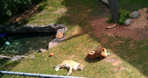 Lions relaxing