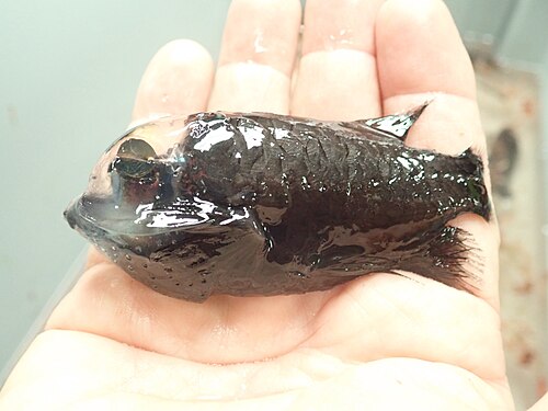Photo of a barreleye being held above water in a person's hand.